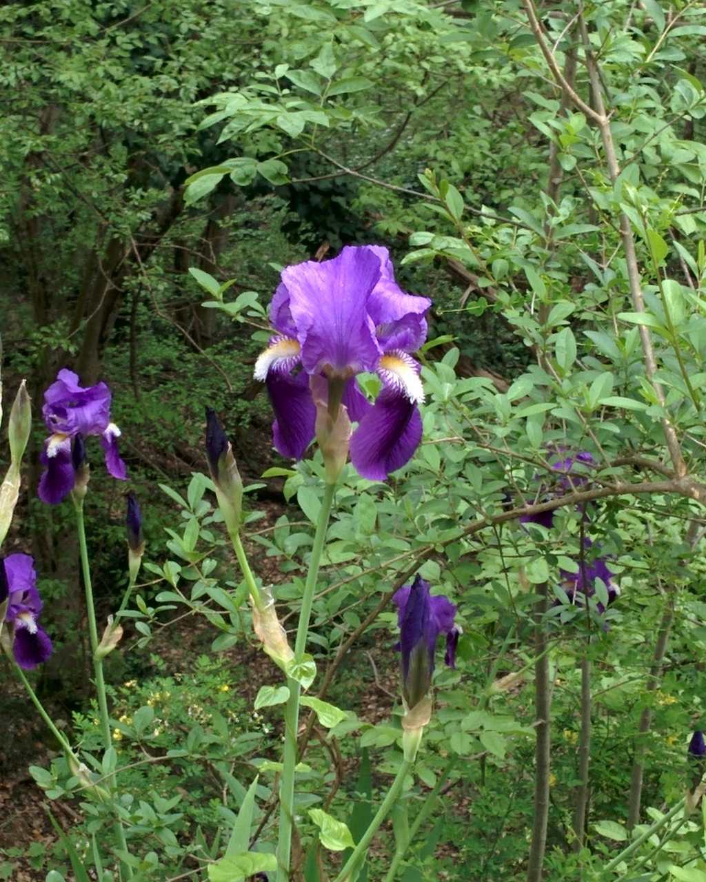 Iris germanica